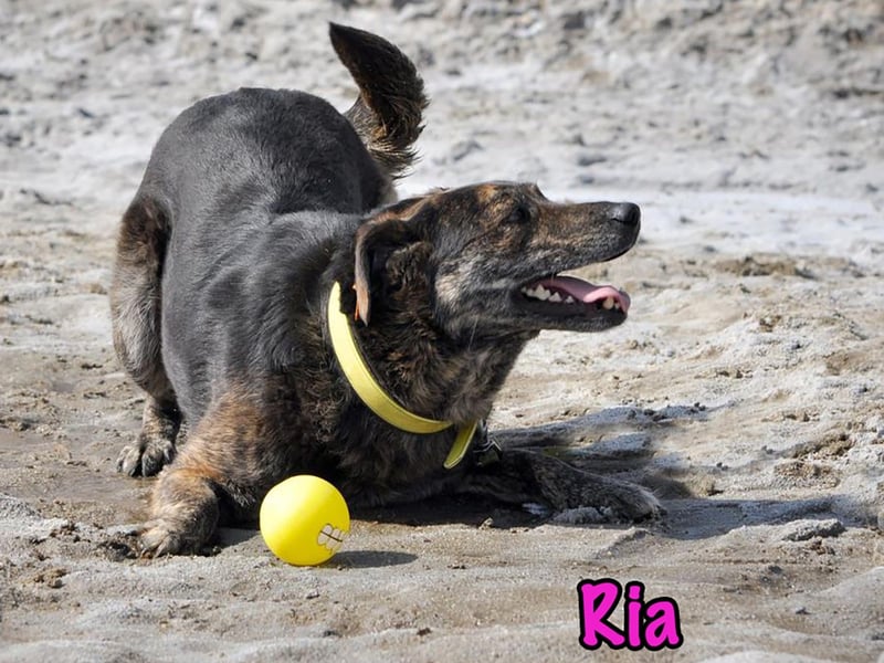 Ria 07/2021 - ruhige & liebevolle Kuschelmaus, eine Hündin für die Seele!
