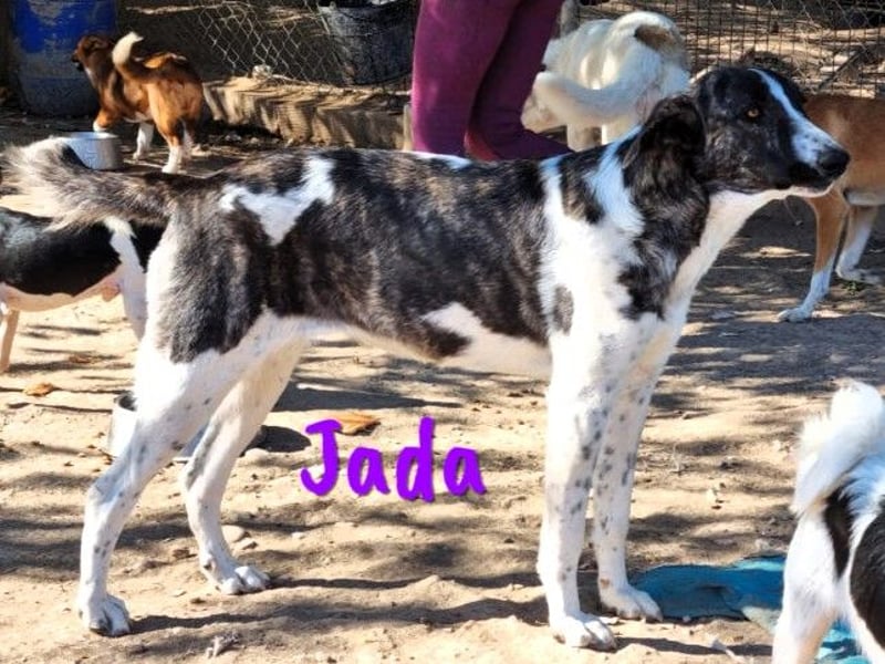 Jada 01/2022 (ESP) - ausgeglichene und aufgeschlossene Schönheit!