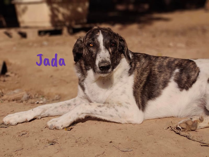 Jada 01/2022 (ESP) - ausgeglichene und aufgeschlossene Schönheit!