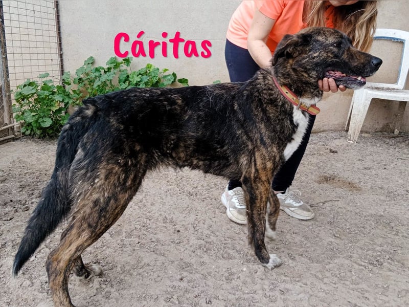Cáritas 07/2022 (ESP) - lebensfrohe, verspielte und sportliche, wunderschöne Hündin!