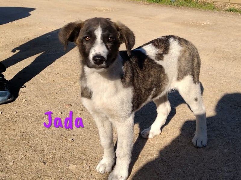 Jada 01/2022 (ESP) - ausgeglichene und aufgeschlossene Schönheit!