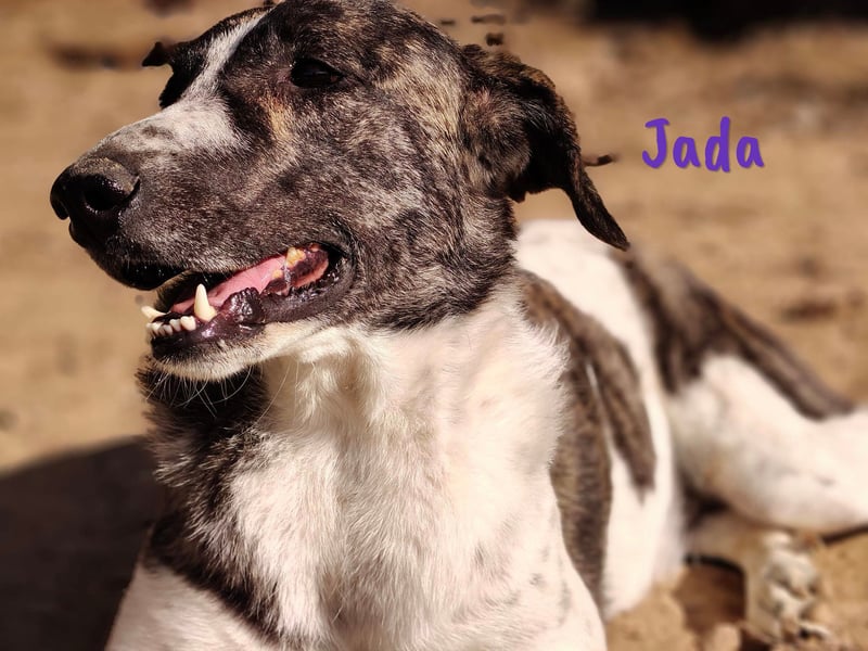 Jada 01/2022 (ESP) - ausgeglichene und aufgeschlossene Schönheit!