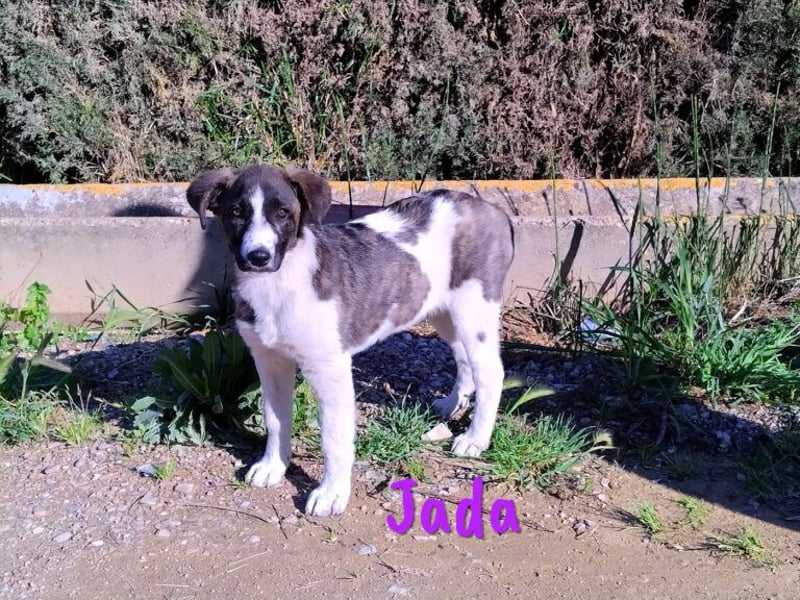 Jada 01/2022 (ESP) - ausgeglichene und aufgeschlossene Schönheit!