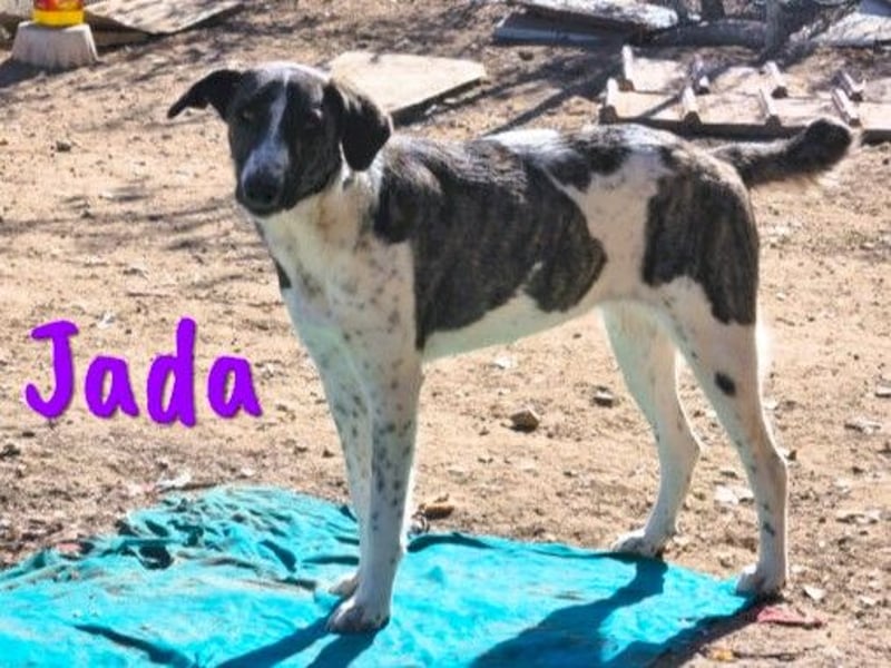 Jada 01/2022 (ESP) - ausgeglichene und aufgeschlossene Schönheit!