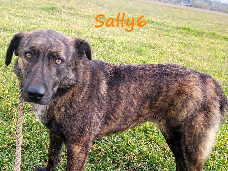 Sally6 geb. 2020 (GRC) - sanftmütige, ruhige und liebenswerte, wunderschöne Hündin!