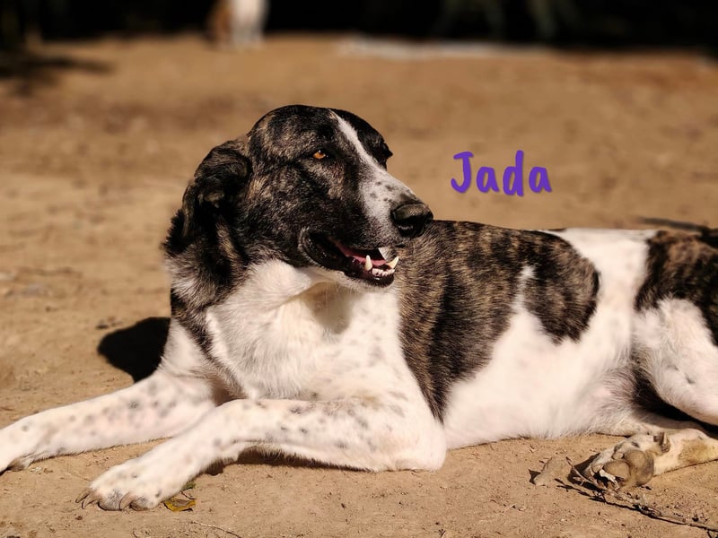 Jada 01/2022 (ESP) - ausgeglichene und aufgeschlossene Schönheit!