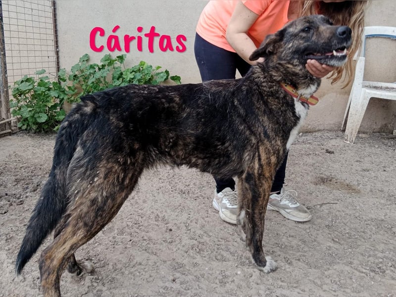Cáritas 07/2022 (ESP) - lebensfrohe, verspielte und sportliche, wunderschöne Hündin!