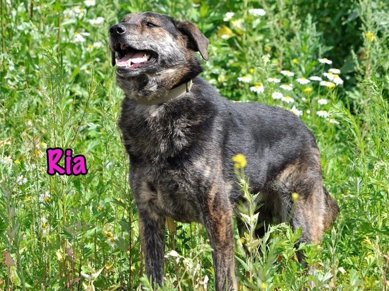 Ria 07/2021 - ruhige & liebevolle Kuschelmaus, eine Hündin für die Seele!