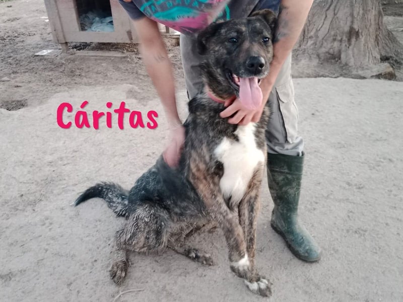 Cáritas 07/2022 (ESP) - lebensfrohe, verspielte und sportliche, wunderschöne Hündin!