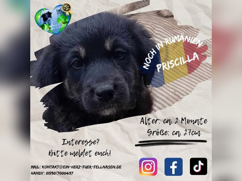 Unsere zauberhafte PRISCILLA