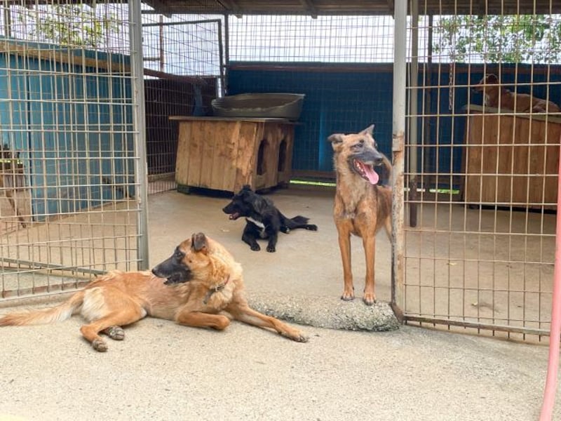 Huhu, charmante RONJA hofft auf ein liebevolles Zuhause