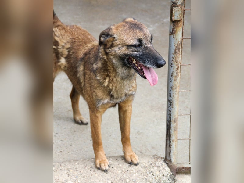 Hoppla - bezaubernde NISHA sucht ihr Kuschelkörbchen