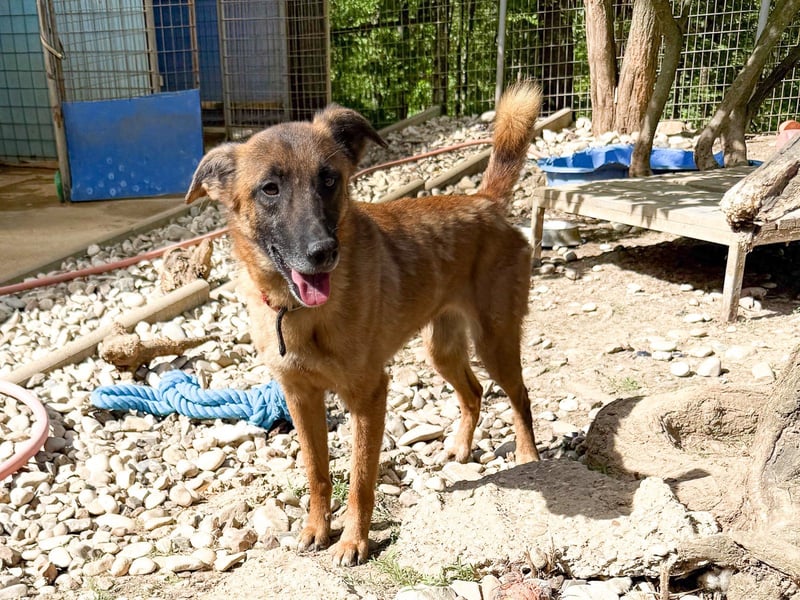 Huhu, charmante RONJA hofft auf ein liebevolles Zuhause