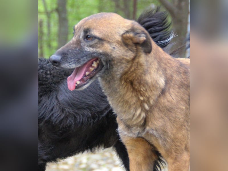 Kuckuck, zauberhafte NISHA sucht liebevolle Familie