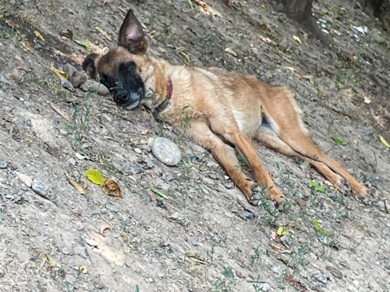 Zuckerpüppi RONJA - verspielt, charmant und verschmust