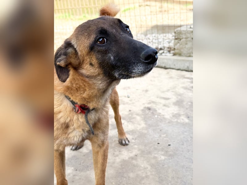 Huhu, charmante RONJA hofft auf ein liebevolles Zuhause