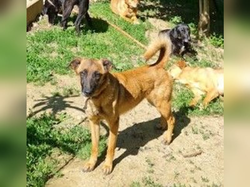 Zuckerpüppi RONJA - verspielt, charmant und verschmust
