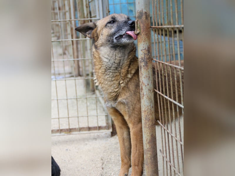 Hoppla - bezaubernde NISHA sucht ihr Kuschelkörbchen