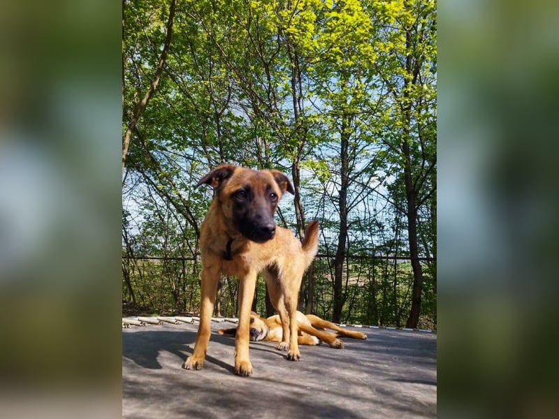 Entzückende RONJA träumt von einem Für-Immer-Zuhause