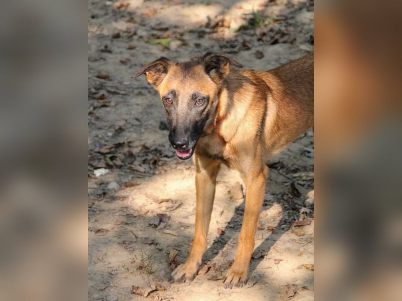 Entzückende RONJA träumt von einem Für-Immer-Zuhause