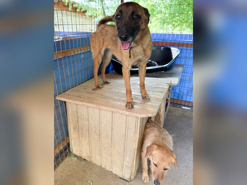 Zuckerpüppi RONJA - verspielt, charmant und verschmust