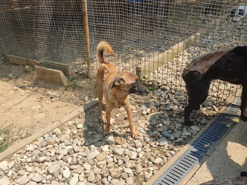 Huhu, charmante RONJA hofft auf ein liebevolles Zuhause