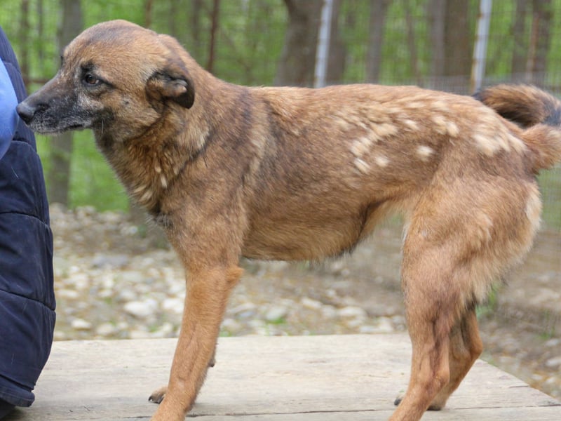 Hoppla - bezaubernde NISHA sucht ihr Kuschelkörbchen
