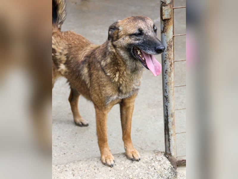 Kuckuck, zauberhafte NISHA sucht liebevolle Familie