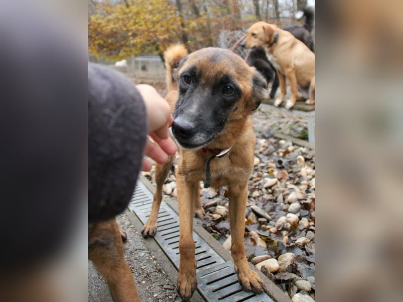 Huhu, charmante RONJA hofft auf ein liebevolles Zuhause