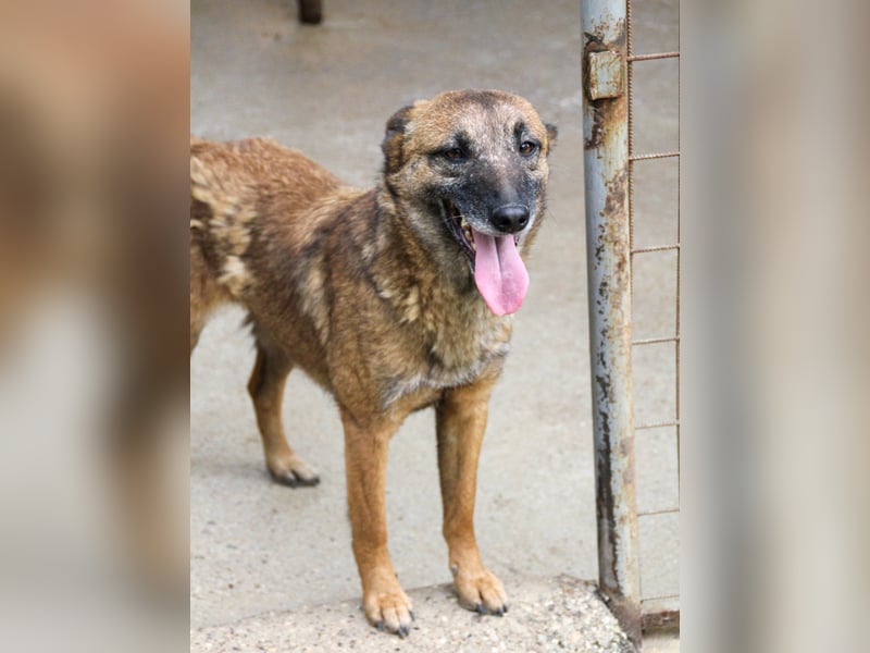 Hoppla - bezaubernde NISHA sucht ihr Kuschelkörbchen