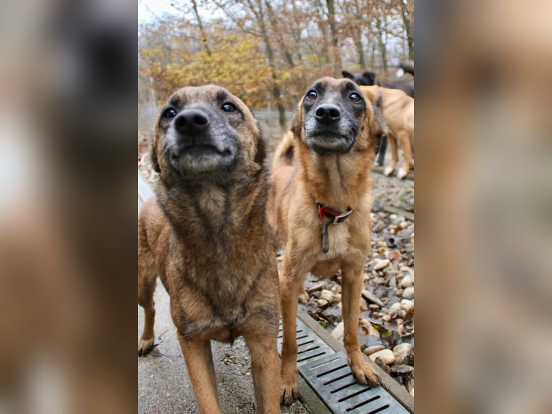 Huhu, charmante RONJA hofft auf ein liebevolles Zuhause