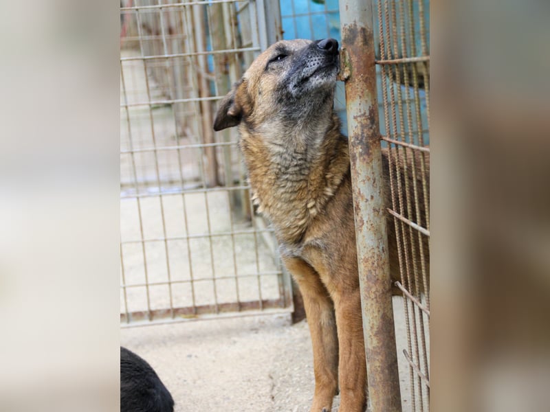 Hoppla - bezaubernde NISHA sucht ihr Kuschelkörbchen