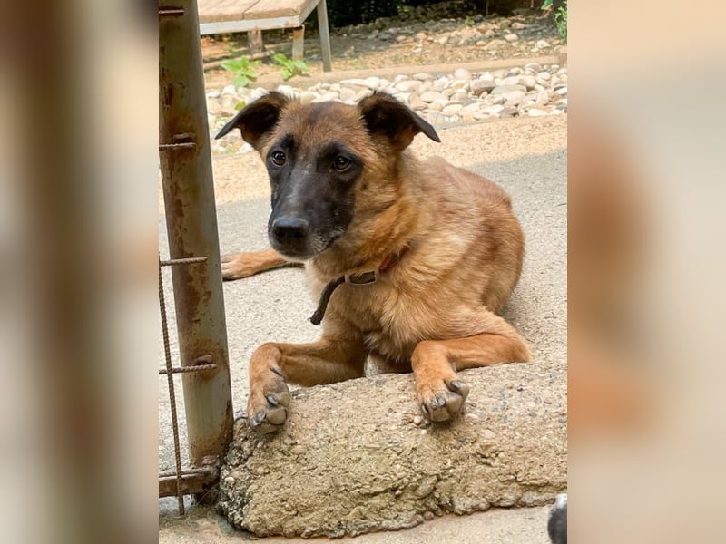 Zuckerpüppi RONJA - verspielt, charmant und verschmust
