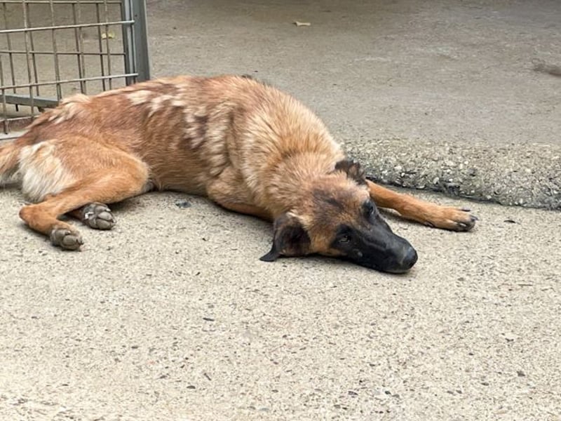 Zuckerpüppi RONJA - verspielt, charmant und verschmust