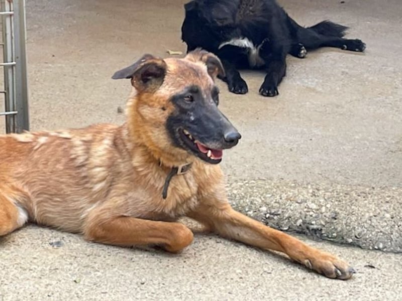 Huhu, charmante RONJA hofft auf ein liebevolles Zuhause