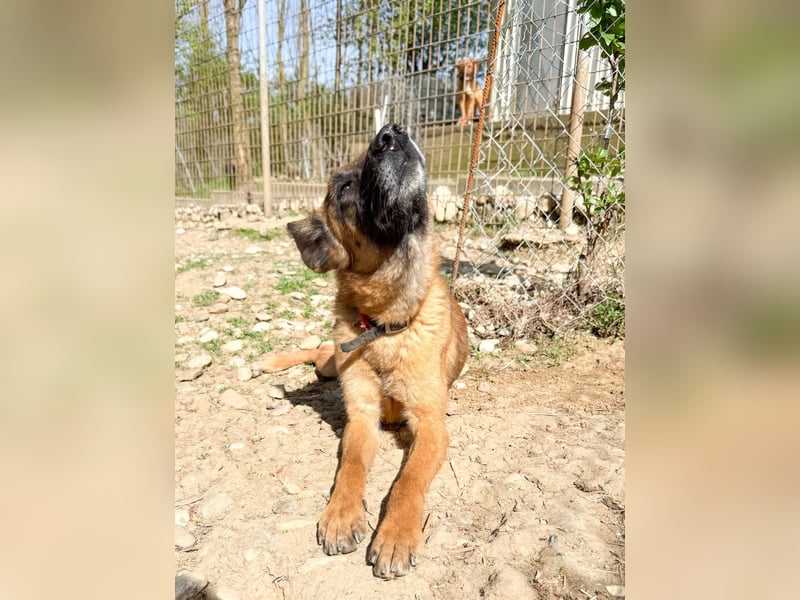 Entzückende RONJA träumt von einem Für-Immer-Zuhause