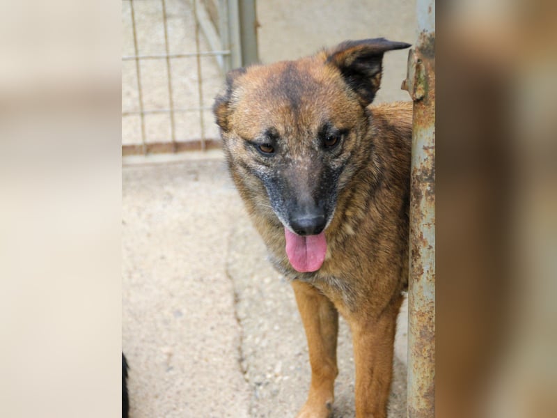 Hoppla - bezaubernde NISHA sucht ihr Kuschelkörbchen