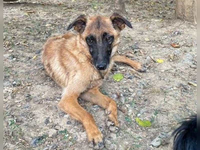 Huhu, charmante RONJA hofft auf ein liebevolles Zuhause