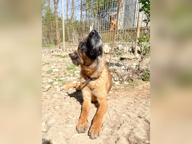 Zuckerpüppi RONJA - verspielt, charmant und verschmust