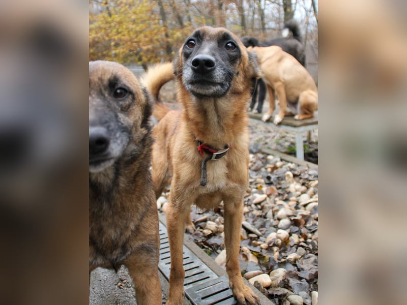 Huhu, charmante RONJA hofft auf ein liebevolles Zuhause
