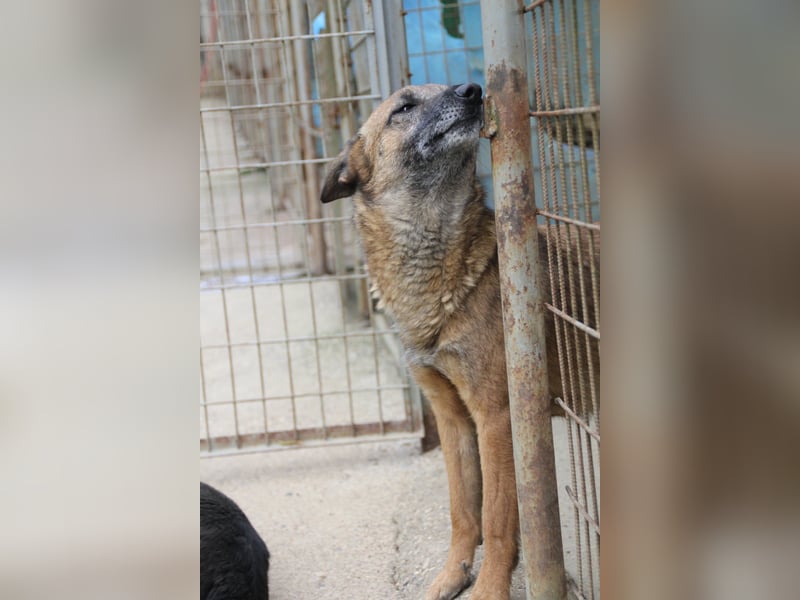 Hoppla - bezaubernde NISHA sucht ihr Kuschelkörbchen