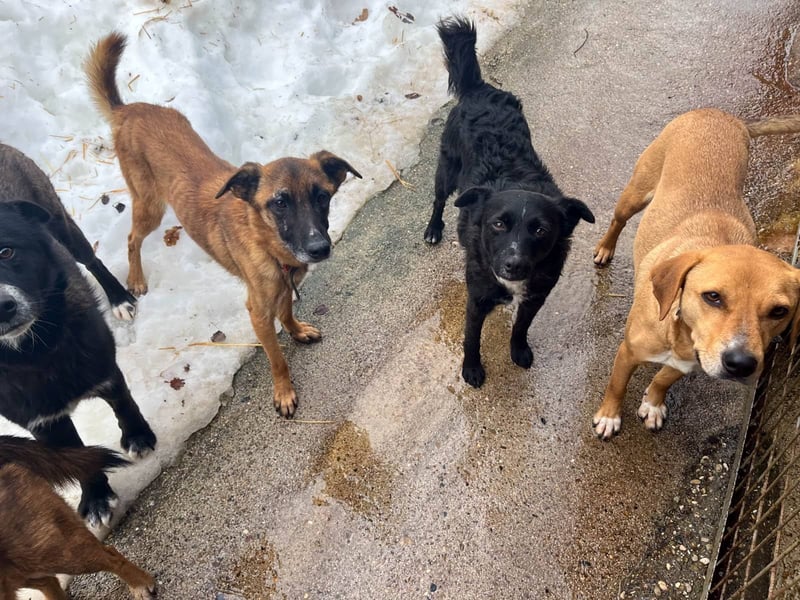 Huhu, charmante RONJA hofft auf ein liebevolles Zuhause
