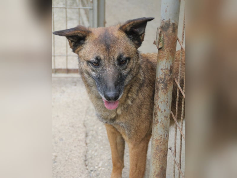 Hoppla - bezaubernde NISHA sucht ihr Kuschelkörbchen