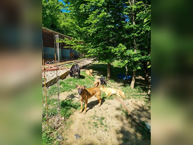 Entzückende RONJA träumt von einem Für-Immer-Zuhause