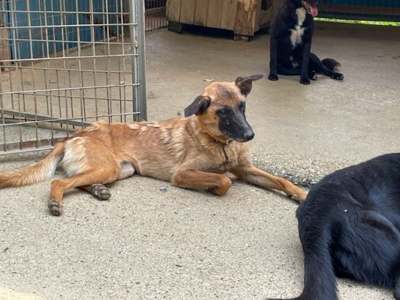 Huhu, charmante RONJA hofft auf ein liebevolles Zuhause