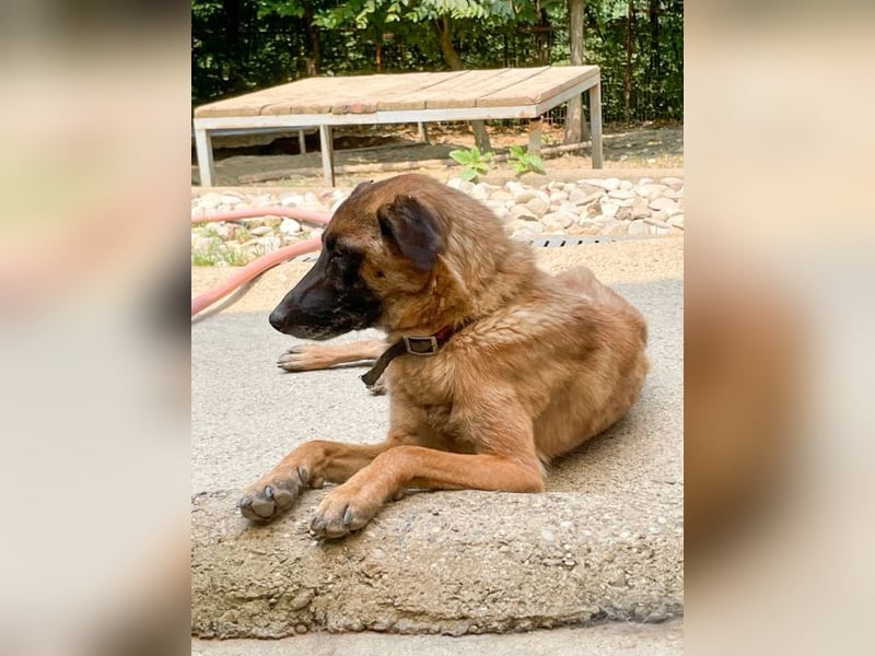Huhu, charmante RONJA hofft auf ein liebevolles Zuhause