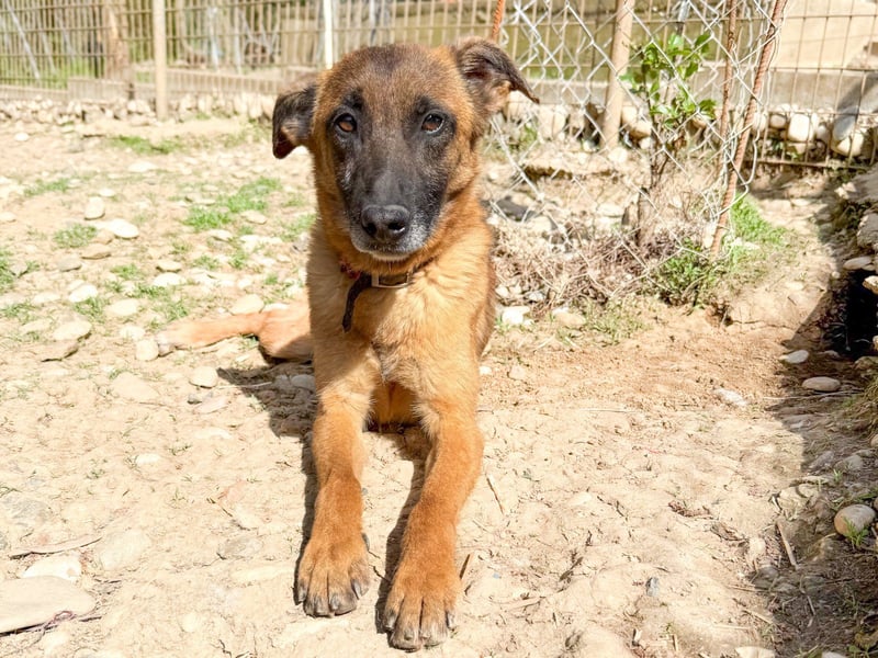 Zuckerpüppi RONJA - verspielt, charmant und verschmust