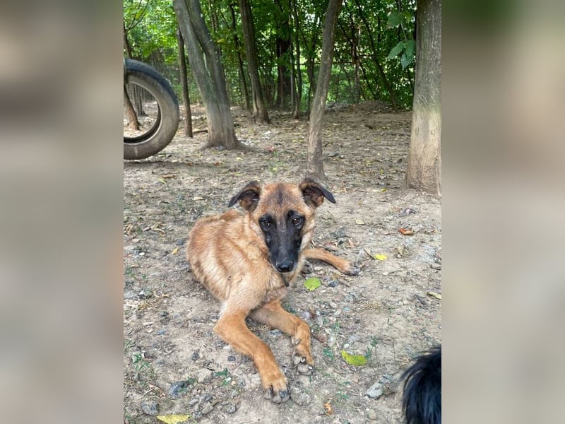 Zuckerpüppi RONJA - verspielt, charmant und verschmust
