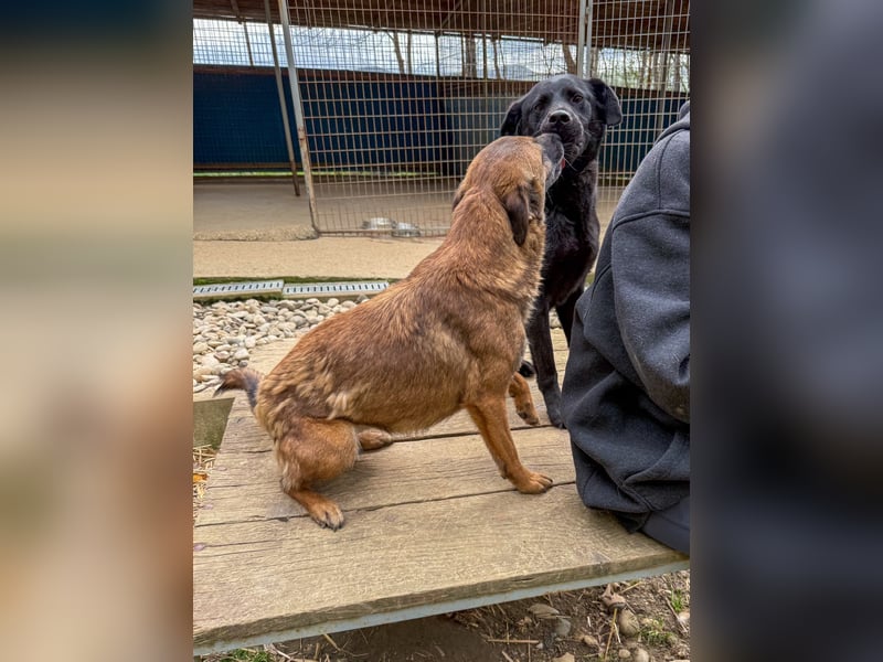 Hoppla - bezaubernde NISHA sucht ihr Kuschelkörbchen