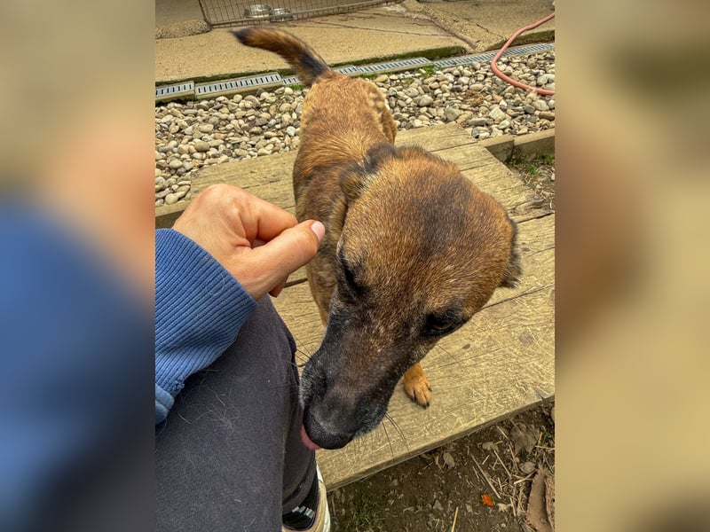 Hoppla - bezaubernde NISHA sucht ihr Kuschelkörbchen